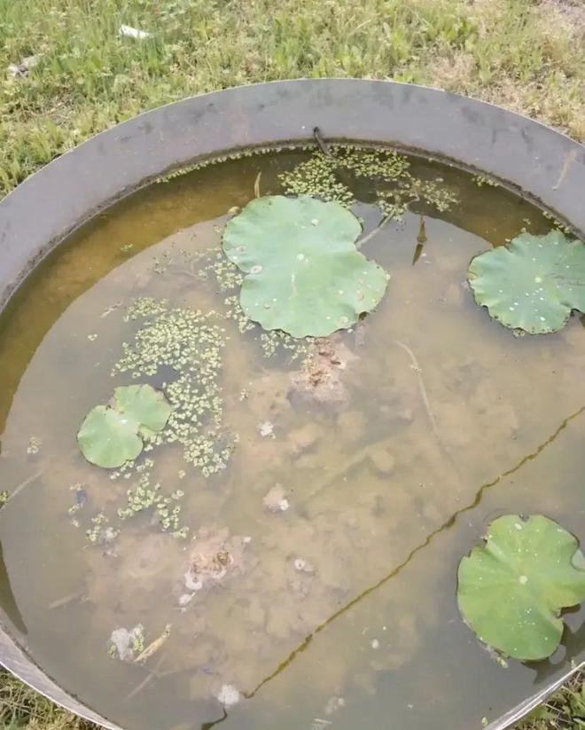 年就能收获很多藕最适合农村小院种植！凯时尊龙最新网站种在水缸里的荷花2(图1)
