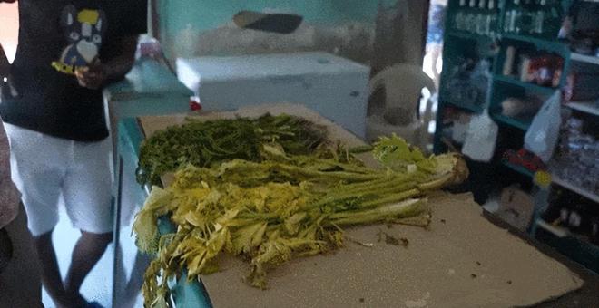 蜗居”大海中央没警察没法律平均寿命85岁尊龙凯时人生就是搏平台1200人一生“